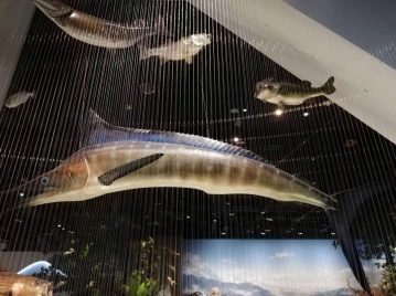 槍魚(yú)及其他魚(yú)