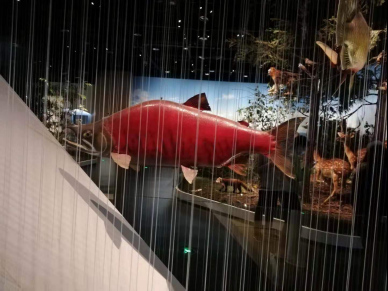 紅鮭魚(yú)
