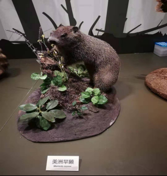 美洲旱獺